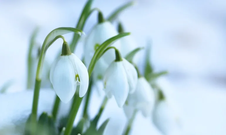 Времето: Леко затопляне и сняг във високите райони - Tribune.bg