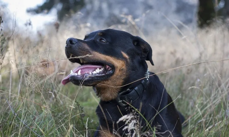 Арест за собствениците на ротвайлерите, които нахапаха деца - Tribune.bg