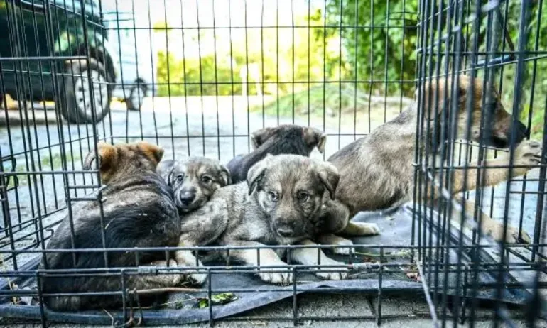 Кучетата от глутницата в Изгрев и Студентски в София са настанени в приют - Tribune.bg
