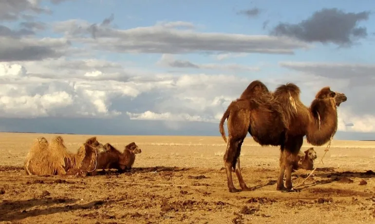 Да обичаш дивото: Пътешествие до необятната МОНГОЛИЯ - Tribune.bg
