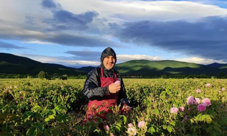 Цветан Цветанов се включи в розобера (СНИМКИ И ВИДЕО) - Tribune.bg