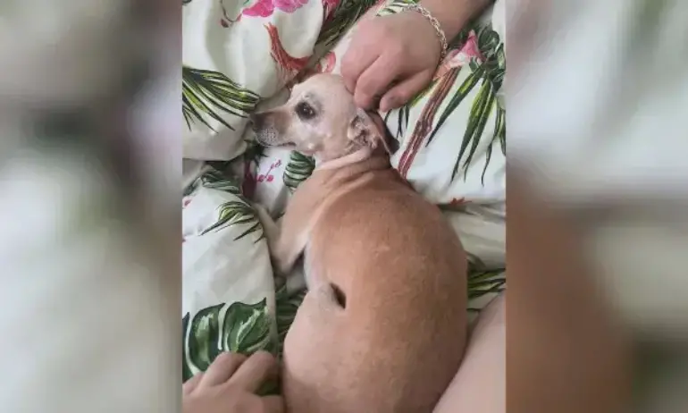 Безсмислена жестокост в Старозагорско: Някой обесил дребното кученце Лора със сезал в новогодишната нощ - Tribune.bg