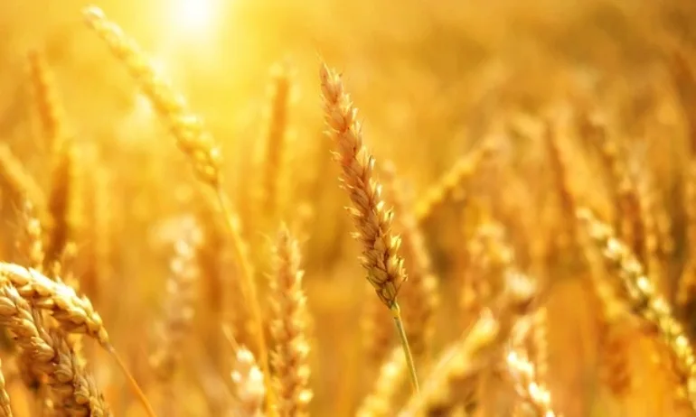 Полша спира вноса на зърно и храни от Украйна - Tribune.bg