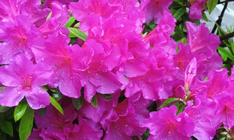 Азалията чисти дома от следи на обиди, спорове, критики и сплетни - Tribune.bg