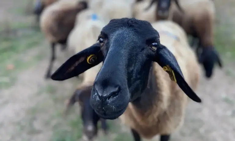 Гърция установи чума по дребните преживни животни близо до границата с България - Tribune.bg