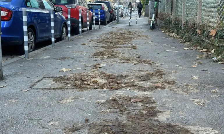 Паунова: Месец след снега ни-кой не си мърда пръста да почисти, листата гният, добре че не беше труп - Tribune.bg