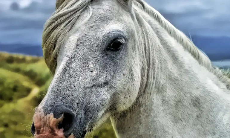 Жестокост: Обезглавиха кон в Берковица - Tribune.bg