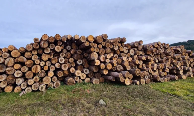 Официално: Земеделският министър забрани износа на необработена дървесина за три месеца - Tribune.bg