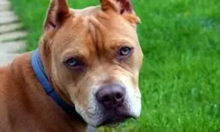 Три питбула разкъсаха друго куче и нахапаха собственика му във Варна - Tribune.bg