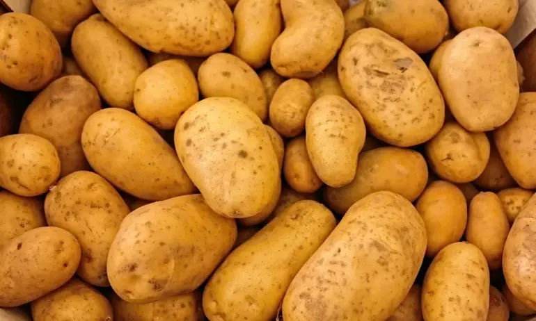 Изчезва ли българският картоф? Производителите са притиснати от безконтролния внос - Tribune.bg