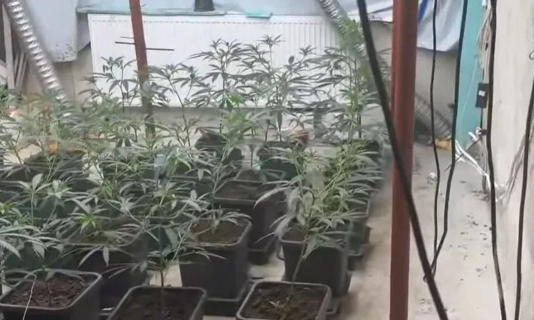 ГДБОП разби група за наркоразпространение в София и Перник (ВИДЕО) - Tribune.bg