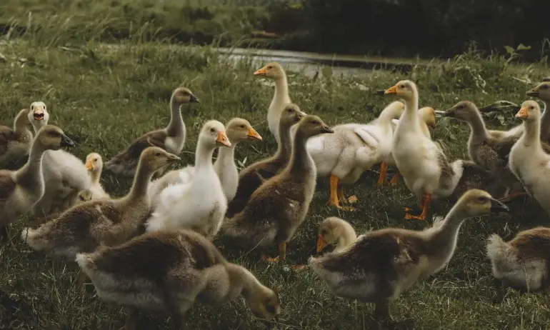 БАБХ откри огнище на птичи грип във ферма за патици в хасковско село - Tribune.bg