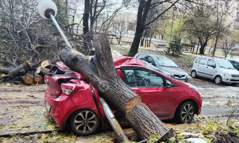 Четвърти ден: Паднало дърво и оголени жици върху кола в ж.к. Лагера - Tribune.bg