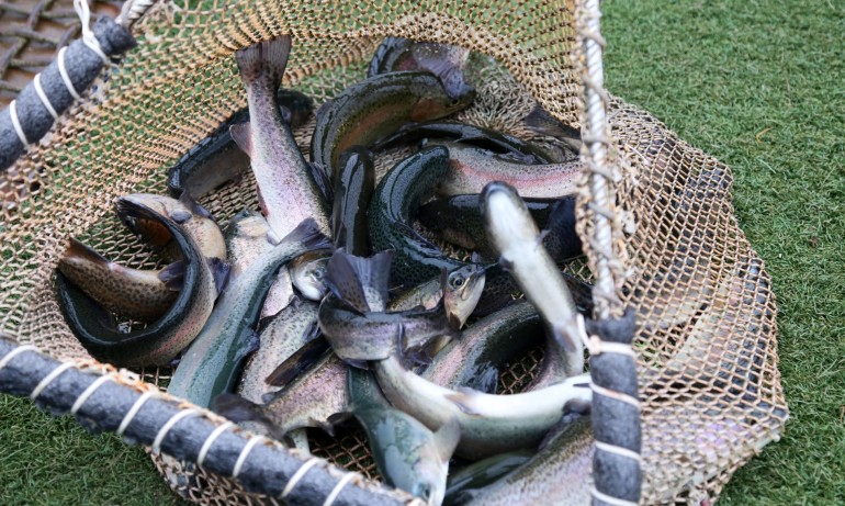 Риболовни сдружения с призив да спре улова за няколко месеца заради мините - Tribune.bg