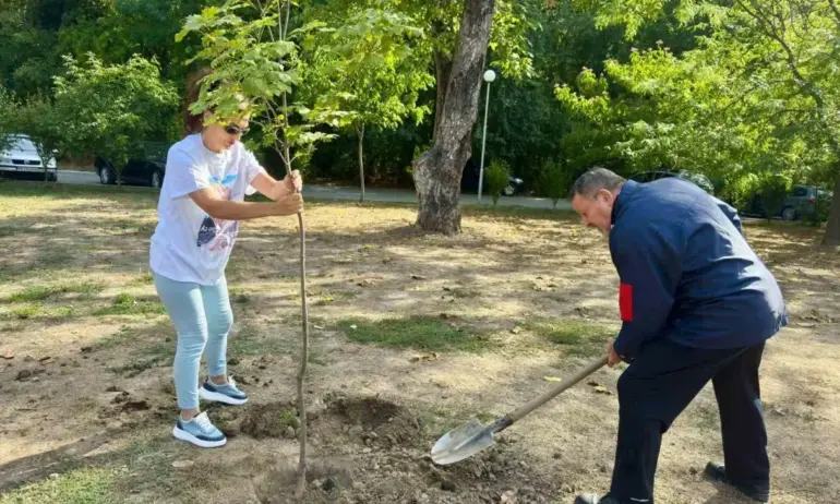 Явори и чинари засадиха в парк в Западен в Пловдив - Tribune.bg