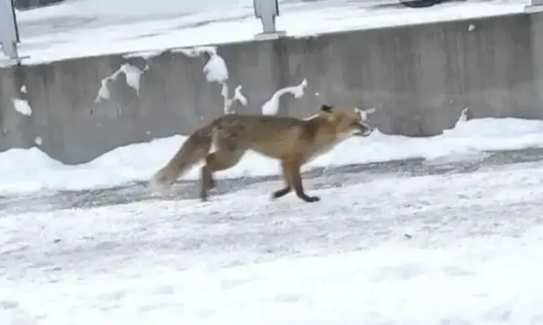 Ако срещнем лисица в градска среда – Не я хранете и не я пипайте - Tribune.bg