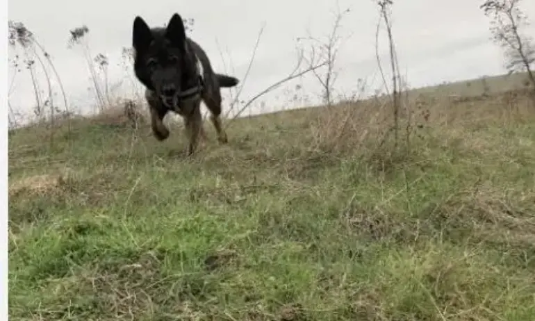 14 отровени животни, сред които царски орел, са открити в Западна Странджа - Tribune.bg