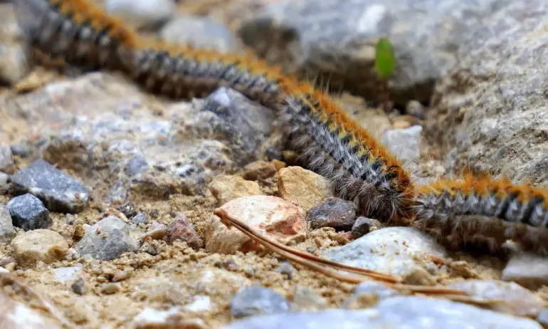 Внимание! Нашествие на опасни гъсеници застрашава деца и домашни любимци - Tribune.bg