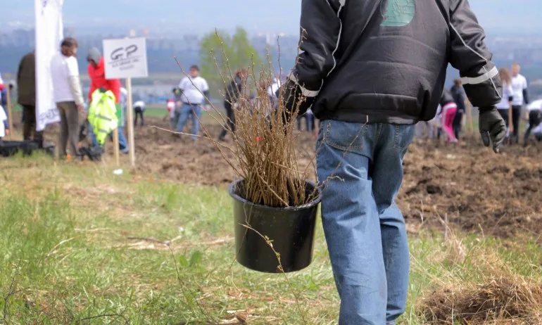150 доброволци от Джи Пи Груп засадиха над 3000 дървета - Tribune.bg