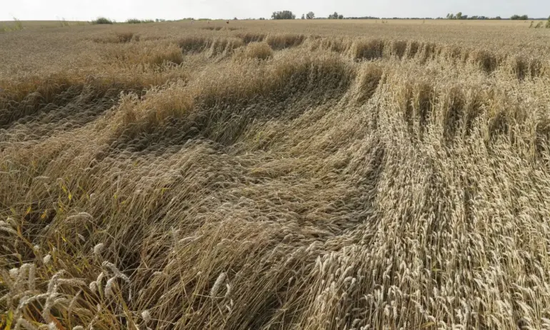 Фермерите искат компенсации от ЕК за вноса на украинско зърно - Tribune.bg