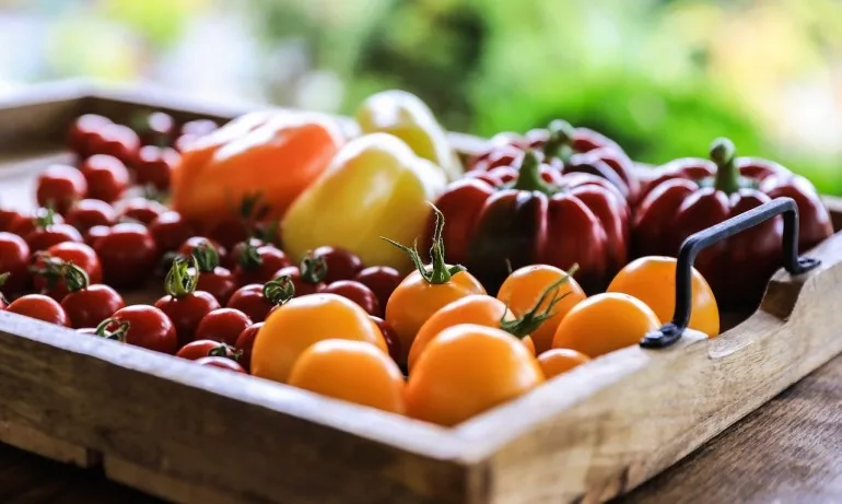 Детските градини у нас вече със зеленчукови и билкови градини - Tribune.bg