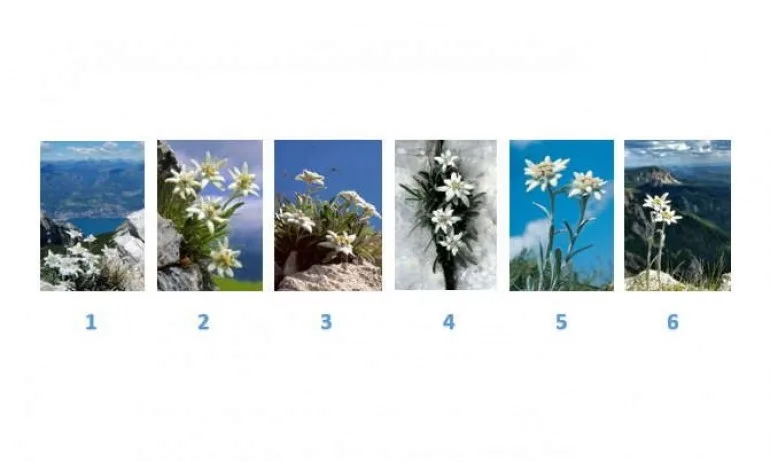 Изберете своя еделвайс на късмета (ТЕСТ) - Tribune.bg