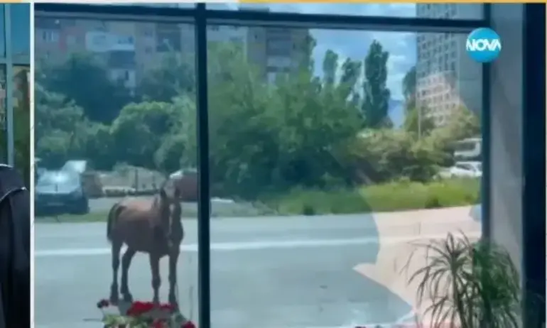 Разгонен кон разби витрина на шоурум в столичния квартал Дружба - Tribune.bg