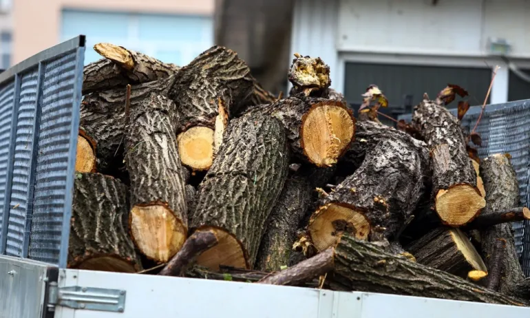 ВМРО: Контролирано събиране на куха дървесина, забрана за износ и по 1 кубик за нуждаещите се - Tribune.bg