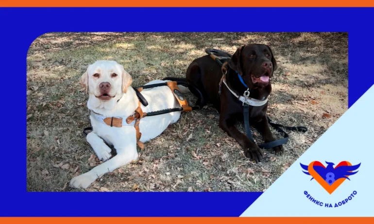 Каузата Очи на 4 лапи – всеки може да помогне - Tribune.bg