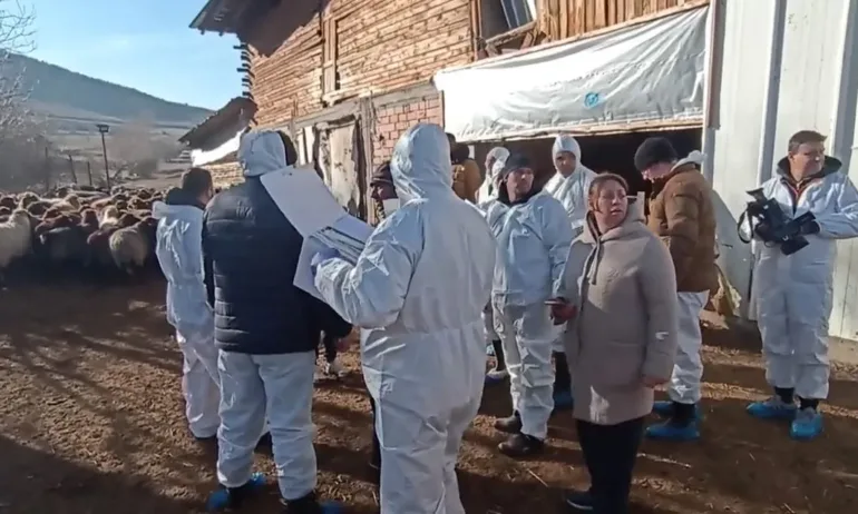 БАБХ взе повторни проби от овцете със съмнения за чума във Велинград - Tribune.bg
