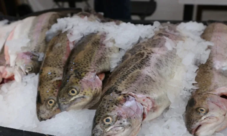 България е една от държавите, които консумират най-малко риба - Tribune.bg