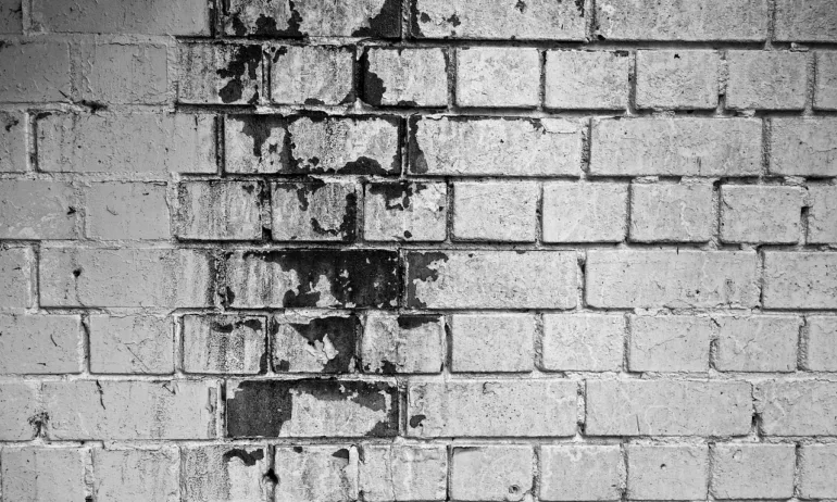 Мухълът - бавният и тих убиец - Tribune.bg