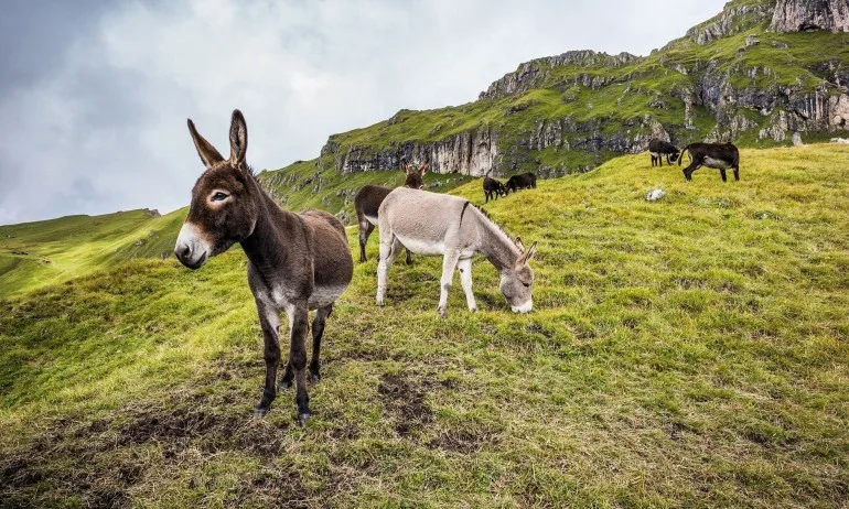Интересни факти за магарето - Tribune.bg