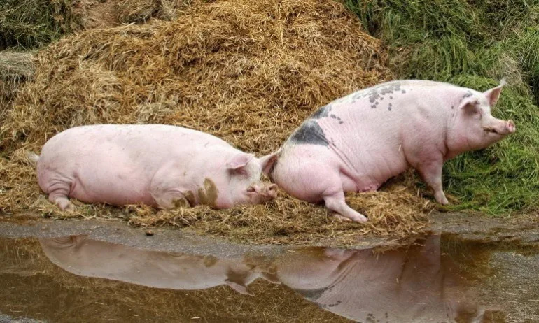 Африканската чума по свинете плъзна във ферма в Николово - Tribune.bg