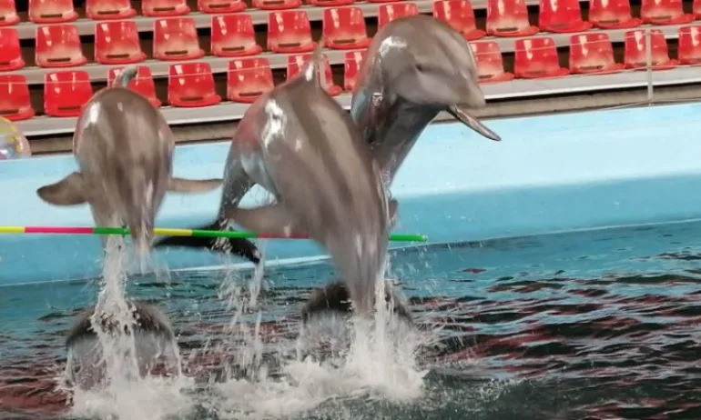 Делфинариум Варна прави безплатно коледно представление за деца - Tribune.bg