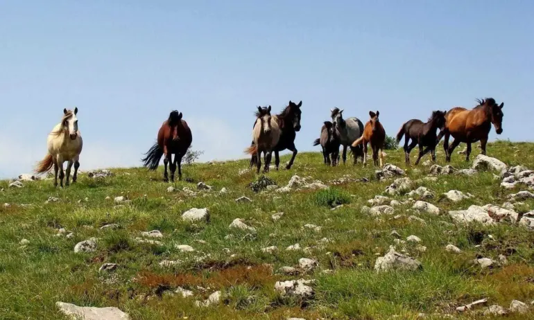 Покъртителна история: Надзирател от врачанския затвор е обвинен за убийство на животни по мъчителен начин - Tribune.bg