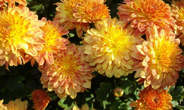 Димитровден бележи поврата в годишното време и началото на зимата - Tribune.bg