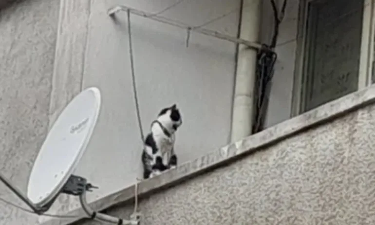 Шокираща жестокост: Котка, завързана с верига на балкон в Сливен - Tribune.bg