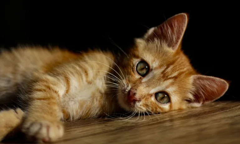 Какво означава да срещнеш котка като знак от съдбата? - Tribune.bg