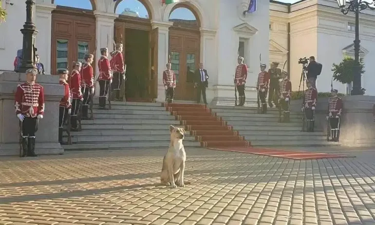 Издирва се кучето пред парламента. Ето как да го познаем - Tribune.bg