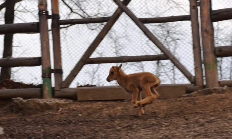 Родиха се първите бебета за годината в благоевградския зоопарк - Tribune.bg