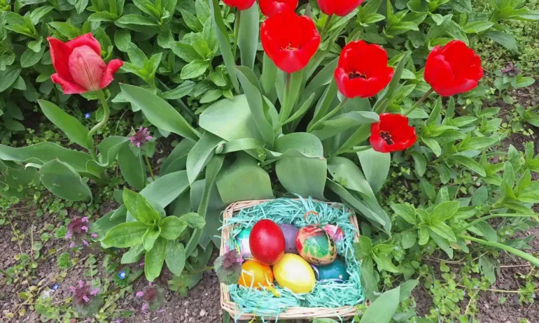 Днес се боядисват яйцата и се пекат козунаците за Великден - Tribune.bg