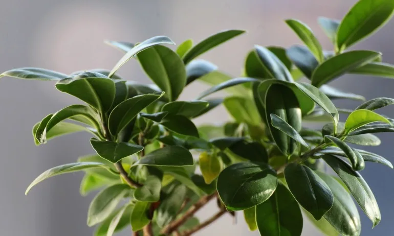 Фикус - магически свойства - Tribune.bg