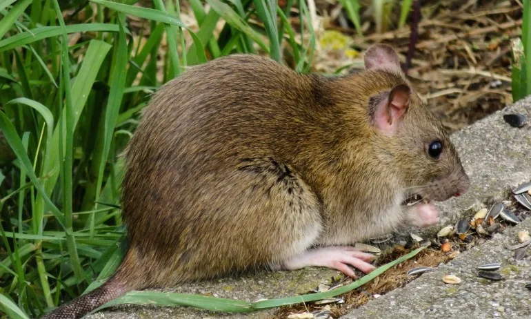 За нова тревожна зараза алармират в Китай – бубонна чума - Tribune.bg