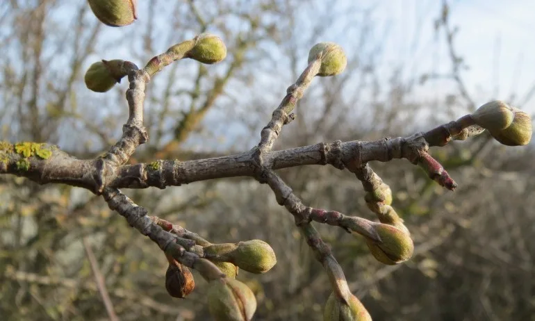 Празничната серия продължава! Честит Васильовден или Сурваки! - Tribune.bg