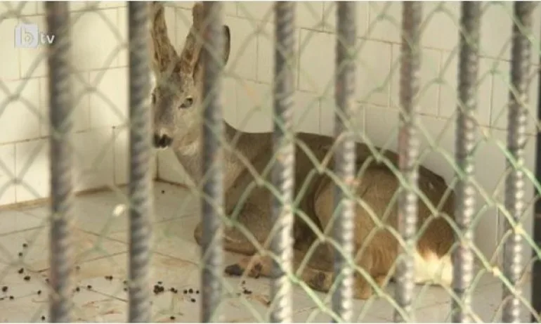 Простреляният сръндак се възстановява в Столичния зоопарк - Tribune.bg