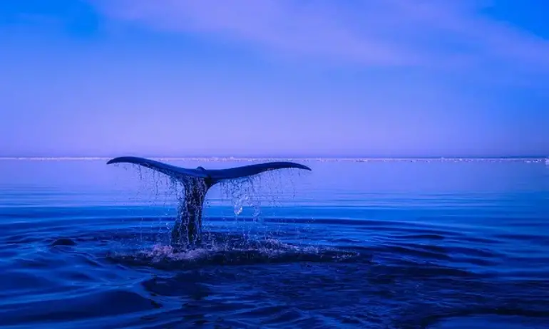 Китове загинаха на австралийски плаж - Tribune.bg