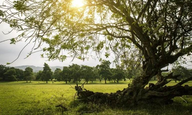 Почти лято: Слънчева събота с температури до 28 градуса - Tribune.bg