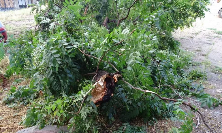 След бурята: Огромен клон се откъсна и удари човек на ул. Шипка - Tribune.bg