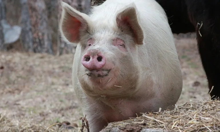 Изтича срокът за доброволно умъртвяване на свине в обекти тип заден двор - Tribune.bg